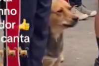 Un perrito mestizo se sumó al canto del Himno Nacional del Ecuador