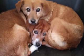 Dos caninas mestizas fueron salvadas y ahora buscan hogares llenos de cariño.