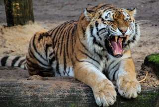 Una turista se acercó demasiado a la jaula de un tigre. Esto pasó.