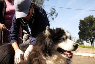 58 animales de compañía han sido atendidos por la Unidad de Bienestar Animal