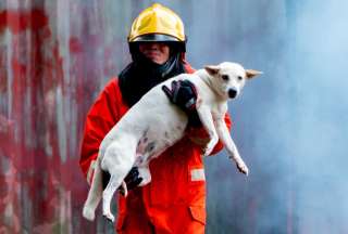 Las mascotas también están expuestas a sufrir daños por los incendios forestales. 