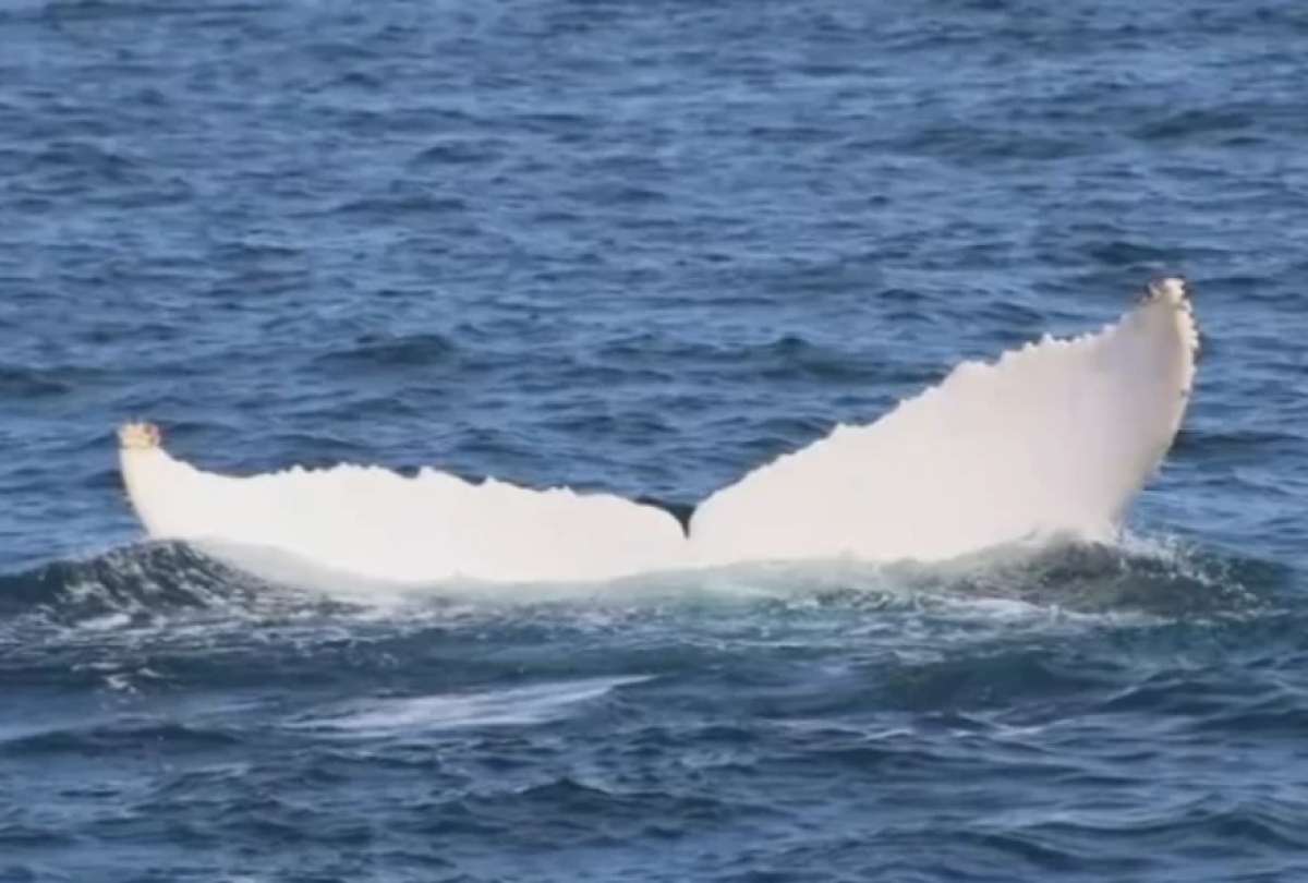 Una ballena blanca fue avistada en Manabí.