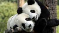 Dos pandas irán a Estados Unidos desde China.