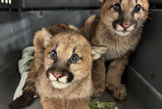 Descubren cachorros de puma huérfanos en California: el Zoológico de Oakland busca salvarlos