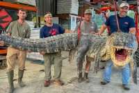 El cocodrilo más grande cazado en un río de Mississippi