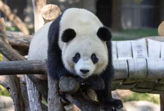 Tras llegar desde China, los pandas de 3 años conquistan corazones en su nuevo hogar.