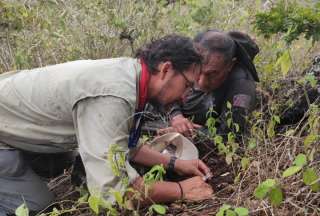 Nueva especie de microavispa hallada en las Islas Galápagos 