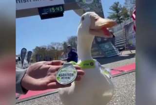 Este pato demostró que no tiene nada que envidiar a los humanos y terminó una carrera.