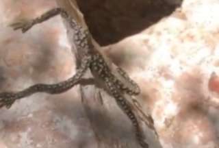 El video de un lagarto con extremidades parecidas a las de los seres humanos se hizo viral en Tik Tok.