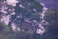 En Loja, una quebrada se desbordó por las intensas lluvias y en Morona Santiago hay alerta por el incremento del caudal del río Upano. 