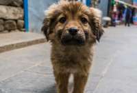 Propuesta para sacrificar a perros callejeros generó molestias en Turquía.
