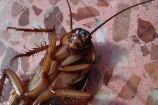 Una mujer llevó consigo una cucaracha y la puso en su plato de comida para no pagar la cuenta