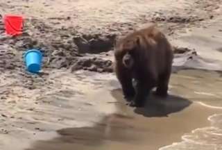 El animal se sumergió en el agua ante el asombro de los turistas. 