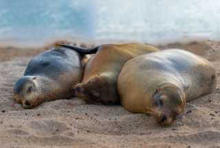 La medida busca preservar el hábitat crítico de esta especie en peligro, afectado por actividades humanas.