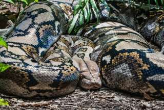 Las serpientes pitón pueden llegar a medir más de seis metros de longitud. 