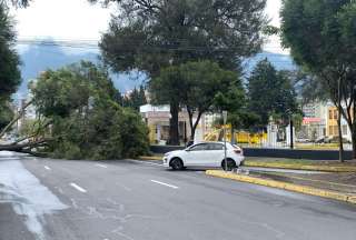 Caída de árbol provoca cierre de vía en la Av. Amazonas y Francisco de Orellana.