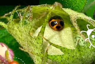 Estas son las características de las mariquitas encontradas en Galápagos. 