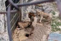 Un grupo de leones en un zoológico de Cuba vive en condiciones de desnutrición extrema. 