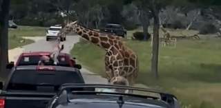 La familia recorría un parque  y tuvo una experiencia poco grata con una jirafa, en Texas (Estados Unidos). 