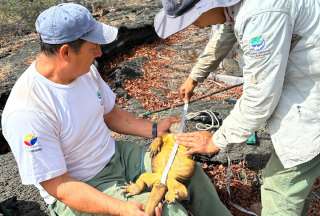 Un grupo de expertos monitorea a la iguana amarilla de Galápagos.