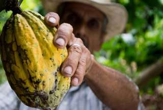 Conozca cómo le fue y las perspectivas del sector exportador en Ecuador. El cacao dominó. 