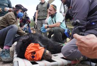 En helicóptero privado fue transportado el oso Tupak hacia su habitad natural.