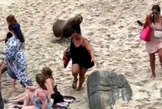 Un león marino persigue a las personas en una playa de San Diego.