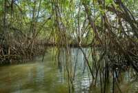 El MAATE presentó el proyecto "Manglares para el Clima", una iniciativa para proteger los ecosistemas costeros.