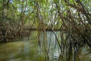 El MAATE presentó el proyecto &quot;Manglares para el Clima&quot;, una iniciativa para proteger los ecosistemas costeros.