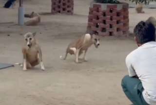 En la India, una organización creó un refugio para perros paralíticos. 