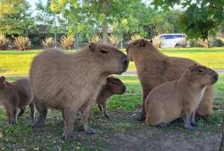 Esta decisión se tomó sobre las capibaras en Argentina.