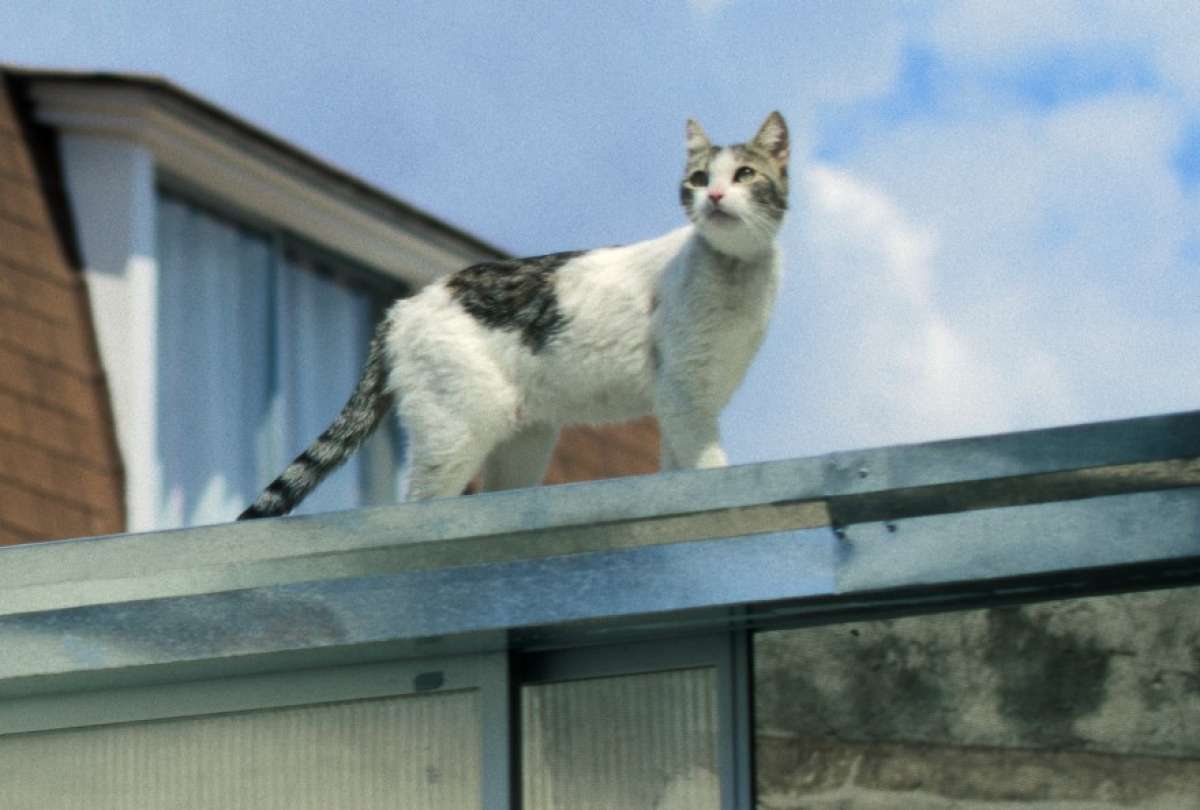 'Viejos Malditos': el gato que escribió una nueva página del cine ecuatoriano