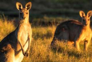 Grupos animalistas celebraron la decisión de no utilizar piel de canguro para la elaboración de zapatos. 