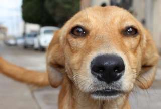 Un perro herido entra solo a una clínica veterinaria en Bolivia y se vuelve viral 