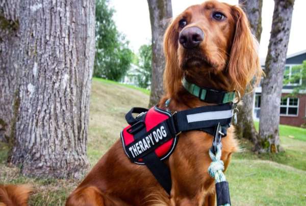 cómo ayudan los perros de apoyo emocional con la ansiedad