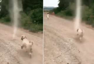 Un perro se enfrentó a un tornado y se hizo viral. 