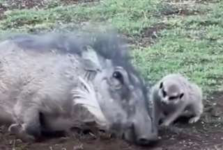 El video muestra la amistad entre un suricato y un jabalí jugando. 