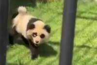 Zoológico chino revela que sus “Pandas” eran perros pintados