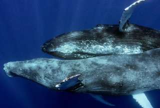  Estas son las actividades que se realizarán para el avistamiento de ballenas jorobadas en Santa Elena, Salinas y Puerto López.