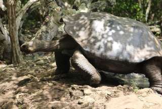 &#039;La Galapaguera&#039; es un centro de crianza de tortugas gigantes en San Cristóbal. 