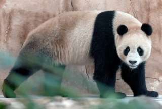 Suhail y Soraya, una pareja de pandas, que llegaron como obsequio de China para Qatar.