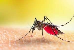 Cinco formas de prevenir la fiebre amarilla.