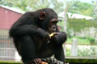 Un chimpancé mostró su inteligencia en Camerún. 