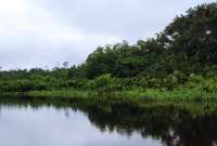 Descubre las especies únicas en el mundo que alberga el Parque Nacional Yasuní. Hoy les mostraremos nuestro recorrido por las lagunas Tambococha y Jatuncocha, en el corazón de la Amazonía ecuatoriana.