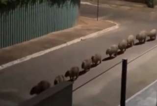  Cámara captó un curioso “desfile” de capibaras en Brasil.