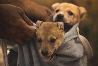 Rescate Animal denuncia matanza de cachorros en Ambato. 