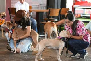 La Dirección de Bienestar Animal de Guayaquil indicó que han rescatado 2.096 mascotas desde mayo de 2023 a mayo de 2024.