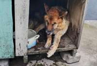 El canino fue hallado en condiciones deplorables en una terraza.