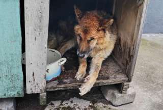 El canino fue hallado en condiciones deplorables en una terraza.