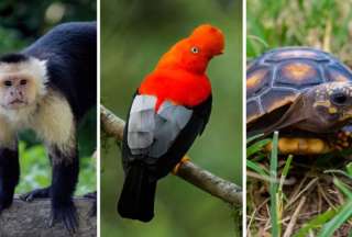 En el país se rescataron 225 especies que iban a ser traficadas, entre ellas, tortugas, loros, pericos y monos chorongos.